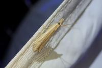 Anerastia lotella