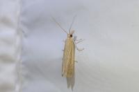 Anerastia lotella