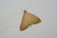 Anania terrealis