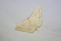 Scopula floslactata