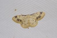 Idaea trigeminata