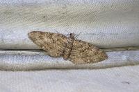 Eupithecia cocciferata