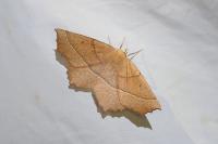 Gerinia honoraria