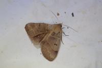 Minucia lunaris
