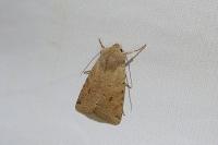 Spudaea ruticilla