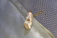 Elaphria venustula