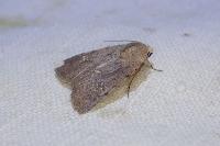 Caradrina flavirena