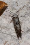 Paraswammerdamia albicapitella