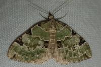 Colostygia pectinataria