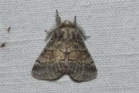 Gluphisia crenata