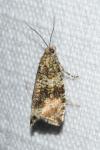 Celypha lacunana