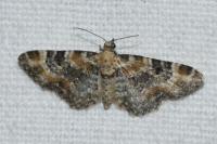Eupithecia pulchellata