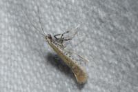 Aspilapteryx tringipennella