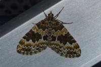 Electrophaes corylata