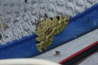Colostygia pectinataria