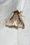 Ochropleura plecta
