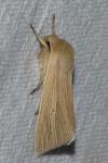 Mythimna pallens