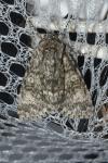 Acronicta megacephala