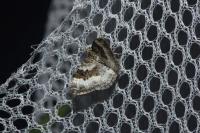 Epirrhoe alternata