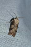 Agrotis puta