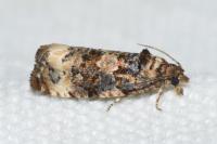 Endothenia