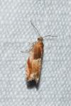 Ancylis mitterbacheriana