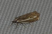 Crambus lathoniellus