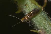Micropterix aruncella