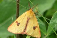 Diacrisia sannio