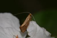 Nematopogon swammerdamella