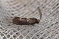 Incurvaria masculella