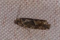 Epinotia immundana