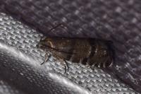 Pammene ochsenheimeriana