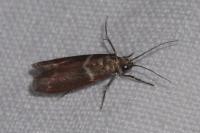 Cryptoblabes bistriga