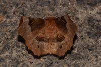 Selenia tetralunaria
