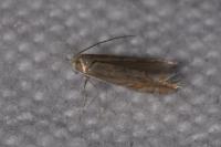 Phyllonorycter quercifoliella