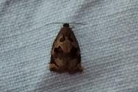 Archips crataegana