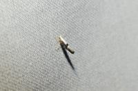 Argyresthia spinosella