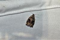 Archips crataegana