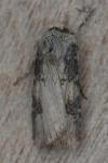 Agrotis puta