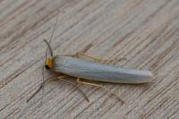 Eilema caniola