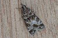 Eudonia