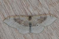 Idaea degeneraria