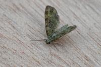 Pasiphila rectangulata