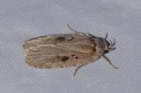 Agonopterix