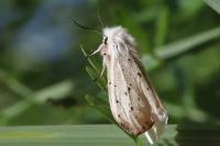 Spilosoma lubricipeda