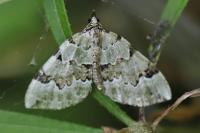 Colostygia pectinataria