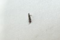 Callisto denticulella