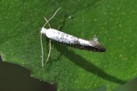 Argyresthia retinella