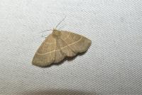 Trisateles emortualis